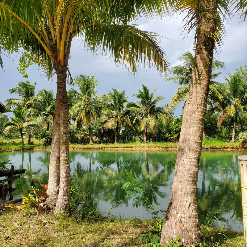 Baan Namsai tropical garden